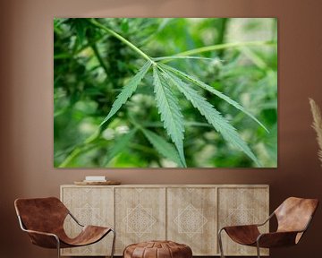 Cannabis leaf with plant in background by Animaflora PicsStock