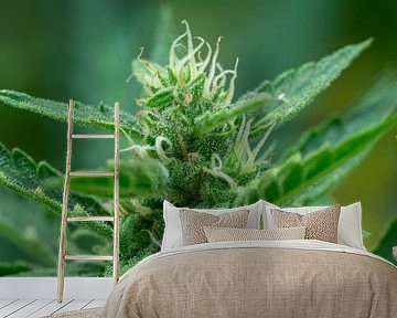 Marihuanaplant in volle bloei met stuifmeel van Animaflora PicsStock