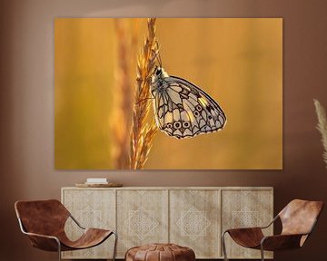 Marble white butterfly sits on a grass pasture in a meadow by Mario Plechaty Photography