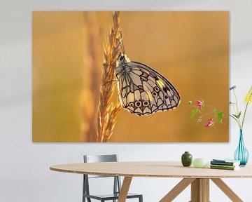 Dambordje vlinder zittend op een grasveld in een weide van Mario Plechaty Photography