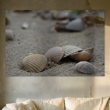 Des coquillages pris avec beaucoup de détails et de profondeur de champ.