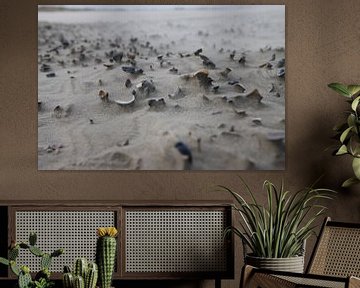 Strandkunst - kunst van de natuur met schelpen van Eibert van de Glind