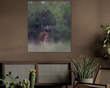 Cerf rouge solitaire dans une prairie sur Peter Ponsteen