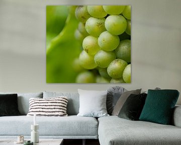 Groene verleiding. Deze sappige druiven in Duitsland groeiende in de Moesel worden later vast een le