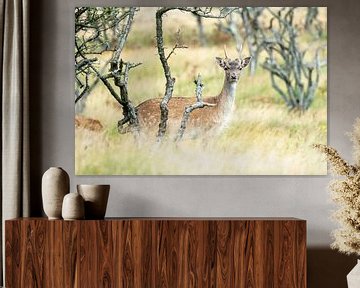 Fallow deer in the Amsterdam Water Supply Dunes by Bianca Onderweg