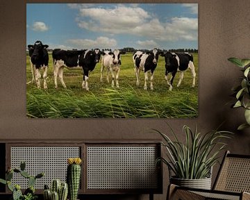 Vaches dans la prairie sur Marjolein van Middelkoop