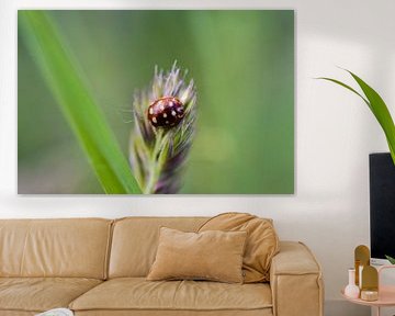 Coccinelle tachetée crémeuse sur joël vonk