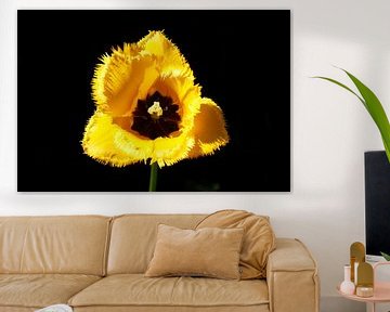 Yellow flowering tulip (Tulipa), closeup, Germany