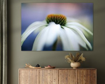 Echinacea (Sonnenblume) von Annemarie Veldman