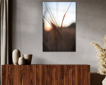 Barley in evening sun by Annemarie Veldman