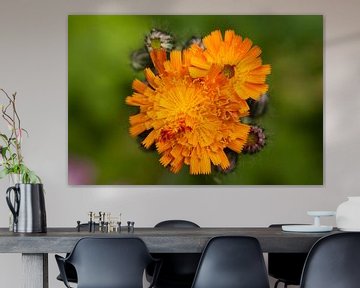 Orange Hawkweed blooming sur Sanne van der Valk