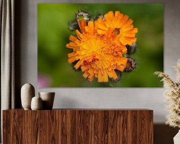 Oranje Havikskruid in bloei van Sanne van der Valk