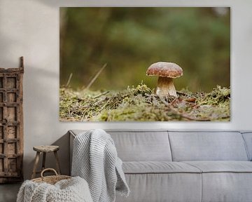 Porcini paddestoel in het bos op een mooie dag in de herfst