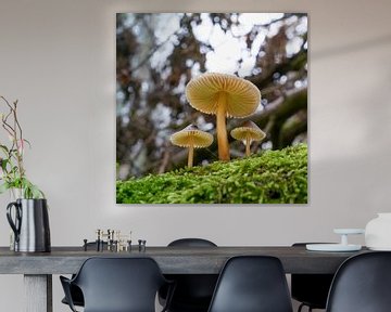 Helmling sur un tronc d'arbre mort dans la forêt sur Heiko Kueverling