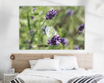 Lavender with butterfly 'white' by Art by Janine
