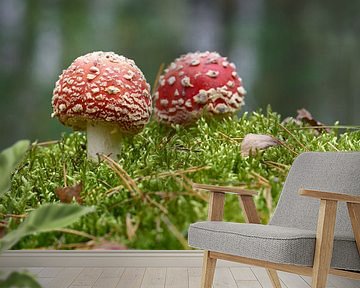 Paddenstoelen in het bos van Heiko Kueverling