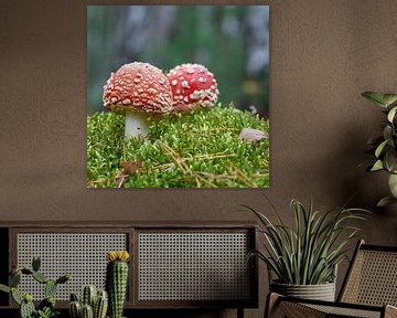 Paddenstoelen in het bos