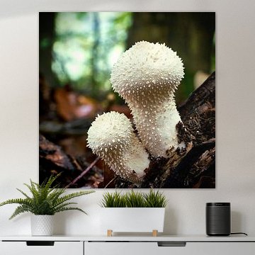 Flaschenstäubling, Lycoperdon perlatum, im Wald von Heiko Kueverling