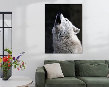 Huilende witte wolf