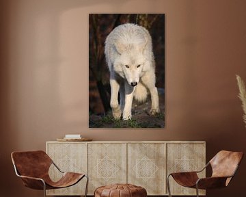 Witte wolf van Edwin Butter