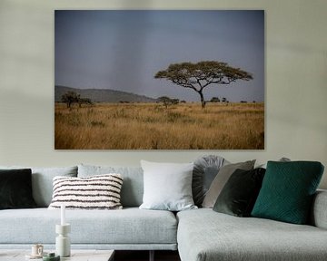 Acacia boom in de serengeti van Niels pothof