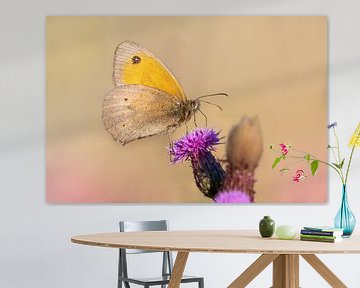 bruin zandoogje vlinder, zittend op een distel van Mario Plechaty Photography
