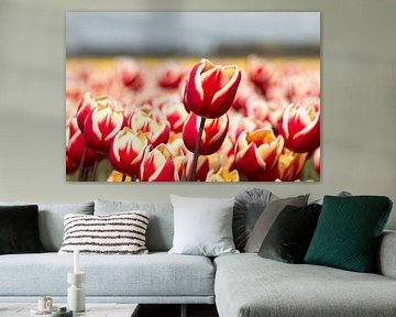 rot-gelbe Tulpen in einem Tulpenfeld von W J Kok