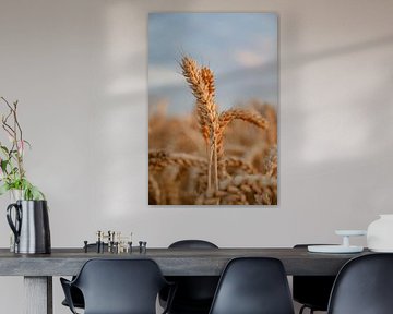 Close up wheat