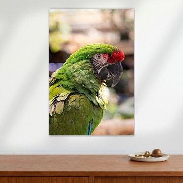 Jan de soldatenara von Avonturia der Vogelkeller