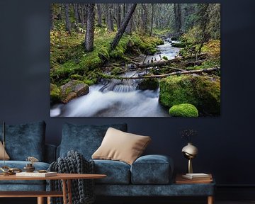 Wald und Fluss in Kanada von Joris Beudel