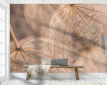 Wood colored fluff of a morning star hangs in the light by Marjolijn van den Berg