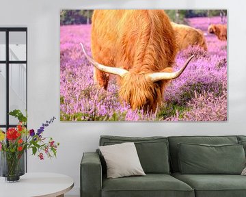 Bétail écossais Highland dans un champ de bruyère en fleurs en été. sur Sjoerd van der Wal Photographie