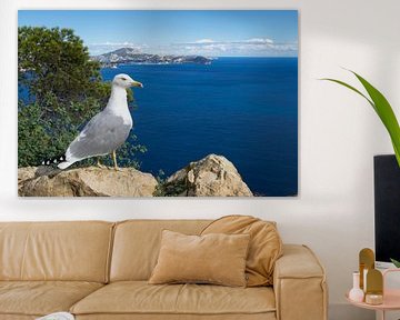 Le goéland marin observe la Méditerranée et la côte