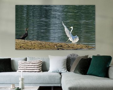 Weißer Reiher hält Kormoran auf.
