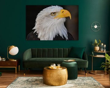 bald eagle sur Alex Hartema