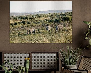 Neushoorns in Zuid-Afrika van Leen Van de Sande