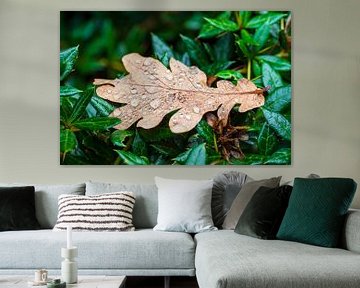 Leaf with raindrops on a hedge