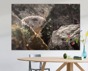 Marmot | Marmota van Thomas Prechtl