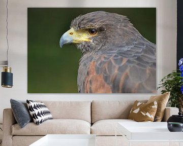 Harris Hawk sur Alex Hartema