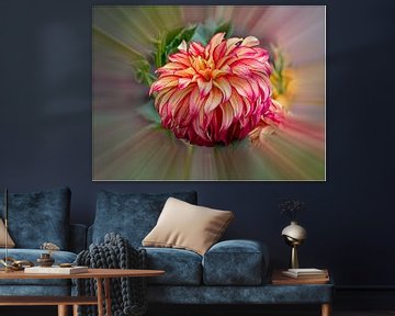 Dahlia sur Rob Boon