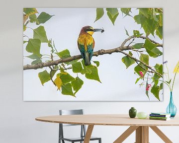 Bee-eater with a bumblebee in beak sitting on a birch branch by Mario Plechaty Photography