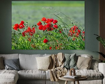 Poppies in the wind / Coquelicots dans le vent