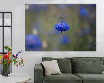 Kornblumenblau von Marja Lok