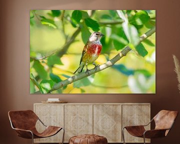 Linnet male sitting on branch between green leaves by Mario Plechaty Photography