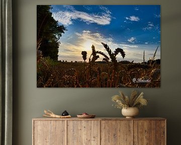 beautiful sunset the grain fields of zuidbroek