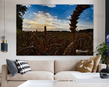 beautiful sunset the grain fields of zuidbroek