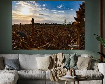 beautiful sunset the grain fields of zuidbroek