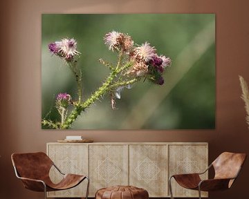 Beautiful thistle in summer sun