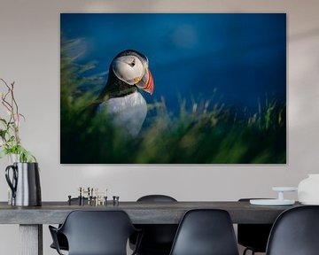 Puffin on the cliffs of Látrabjarg (Iceland)