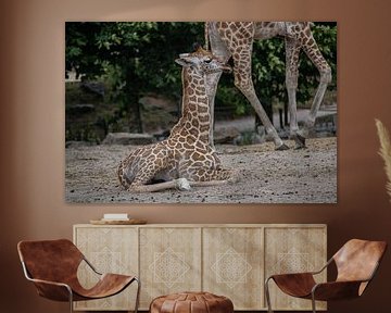 Jong girafje van Ghislaine de Jong